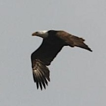 A Bald Eagle Comes For a Visit--Take 2