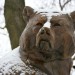 snow2012bear The Beard Bear is a treat in all seasons and all lighting conditions. Here he (or is it she?) looks particularly pensive.