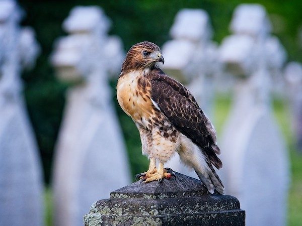 bird perched green-wood