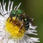 bee on flower