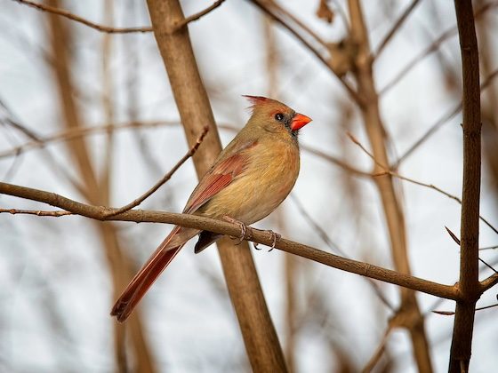 bird perched on branch