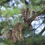 evergreen branch and pine cones
