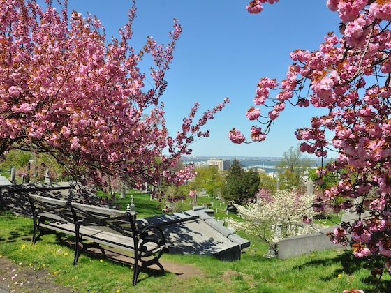 tree blossoms and bench