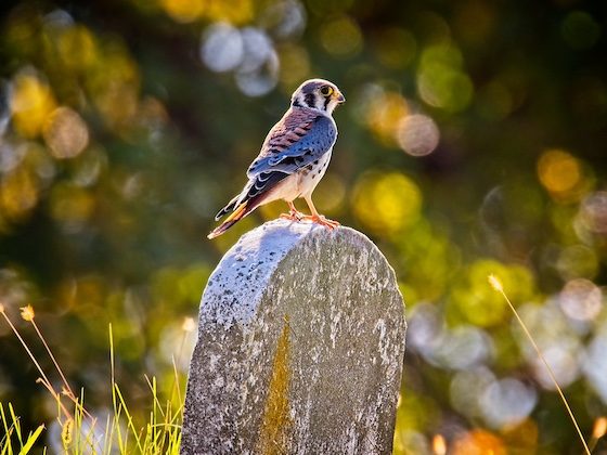 bird perched on gravestone