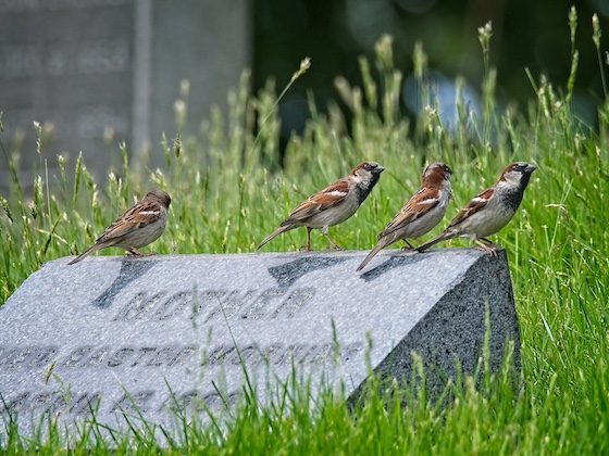 four birds on top of gravestone