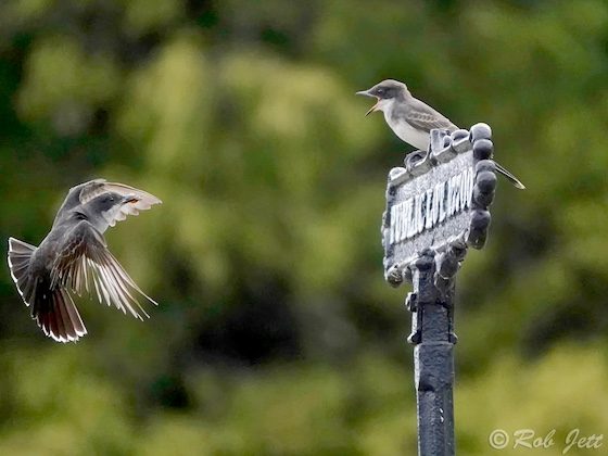 birds at green-wood