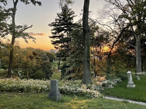 flowers and trees in orange light