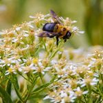 bee on flowers