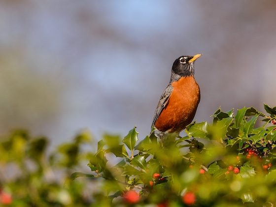 robin perched on branch