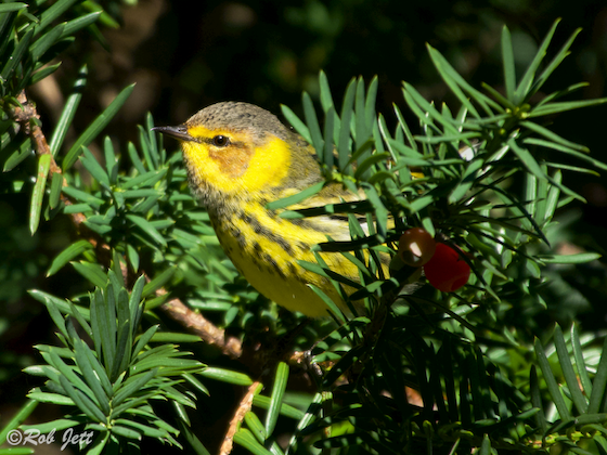 yellow bird on tree branch