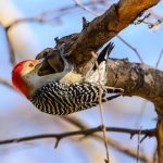 red bellied woodpecker on branch