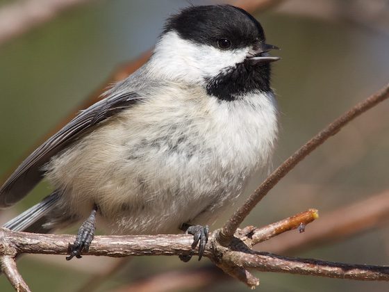 black and white bird on a branch