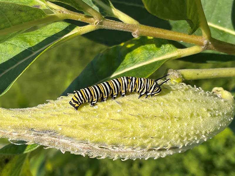 image of a caterpillar on a leaf