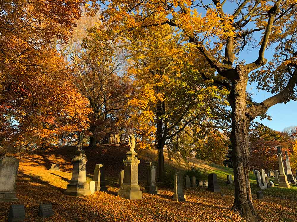 image of trees